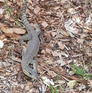 Varanus rosenbergi at Bywong, NSW - 15 Jan 2018