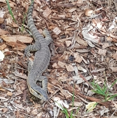 Varanus rosenbergi (Heath or Rosenberg's Monitor) at Bywong, NSW - 15 Jan 2018 by davidmcdonald