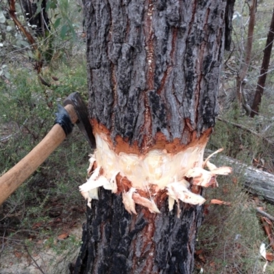 Pinus radiata (Monterey or Radiata Pine) at Rendezvous Creek, ACT - 10 May 2014 by KMcCue