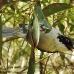 Melithreptus lunatus (White-naped Honeyeater) at Paddys River, ACT - 16 Jan 2018 by JohnBundock
