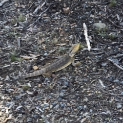 Pogona barbata (Eastern Bearded Dragon) at Mount Majura - 16 Jan 2018 by AaronClausen