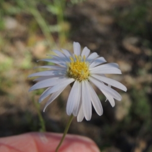 Brachyscome rigidula at Conder, ACT - 30 Dec 2017