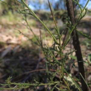 Brachyscome rigidula at Conder, ACT - 30 Dec 2017