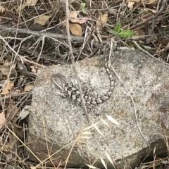 Amphibolurus muricatus (Jacky Lizard) at West Stromlo - 15 Jan 2018 by Simmo