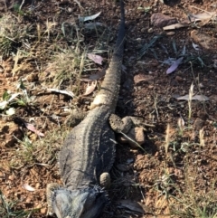 Pogona barbata (Eastern Bearded Dragon) at Ainslie, ACT - 16 Jan 2018 by AaronClausen