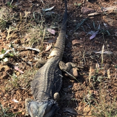 Pogona barbata (Eastern Bearded Dragon) at Mount Ainslie - 16 Jan 2018 by AaronClausen