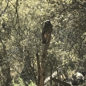 Ninox boobook at Kowen, ACT - 16 Jan 2018