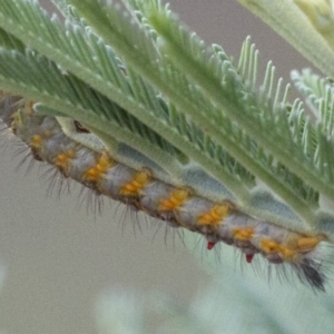 Acyphas semiochrea at Coree, ACT - 15 Jan 2018