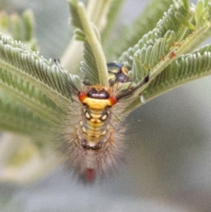 Acyphas semiochrea at Coree, ACT - 15 Jan 2018