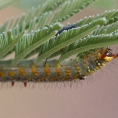 Acyphas semiochrea at Coree, ACT - 15 Jan 2018