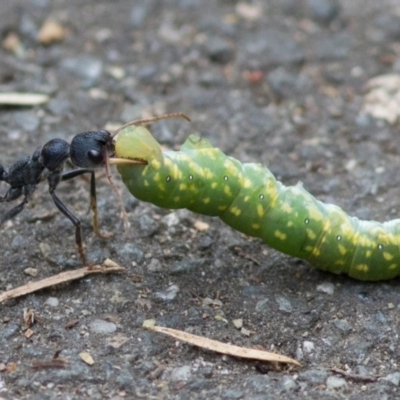 Myrmecia tarsata (Bull ant or Bulldog ant) at Tidbinbilla Nature Reserve - 28 Dec 2017 by JudithRoach