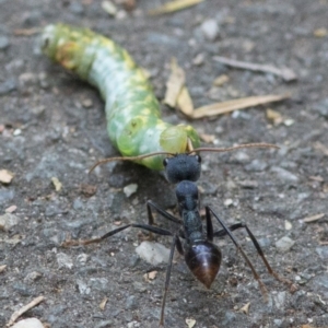 Myrmecia tarsata at Paddys River, ACT - 29 Dec 2017 08:40 AM