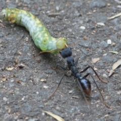 Myrmecia tarsata at Paddys River, ACT - 29 Dec 2017 08:40 AM