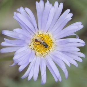 Exoneura sp. (genus) at Cotter River, ACT - 21 Dec 2017