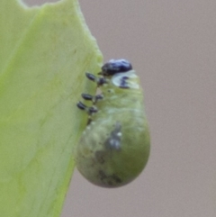 Calomela sp. (genus) at Coree, ACT - 22 Dec 2017 07:12 AM