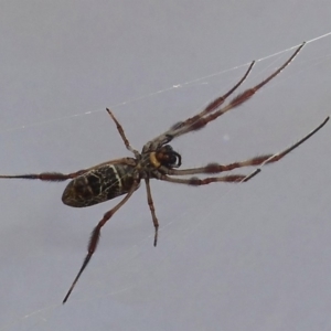 Trichonephila edulis at Belconnen, ACT - 18 Feb 2015