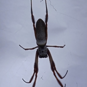 Trichonephila edulis at Belconnen, ACT - 18 Feb 2015