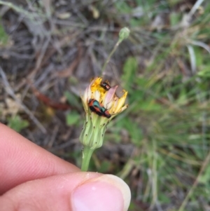 Dicranolaius villosus at Michelago, NSW - 27 Nov 2016 08:58 AM