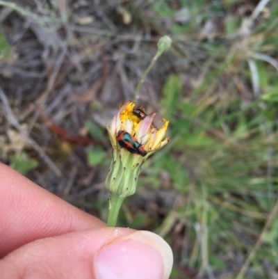 Dicranolaius villosus (Melyrid flower beetle) at Illilanga & Baroona - 26 Nov 2016 by Illilanga