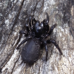 Hadronyche sp. (genus) at Mount Clear, ACT - 25 Oct 2014