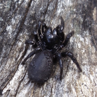Missulena sp. (genus) (Mouse spider) at Namadgi National Park - 25 Oct 2014 by KMcCue