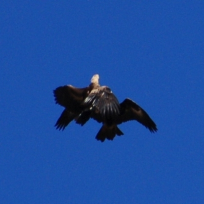 Aquila audax (Wedge-tailed Eagle) at Namadgi National Park - 6 Sep 2014 by KMcCue