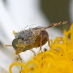 Tephritidae sp. (family) (Unidentified Fruit or Seed fly) at Namadgi National Park - 21 Dec 2017 by JudithRoach