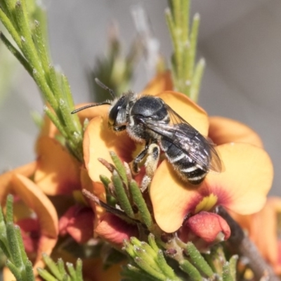Lipotriches sp. (genus) (Halictid bee) at Illilanga & Baroona - 12 Nov 2017 by Illilanga