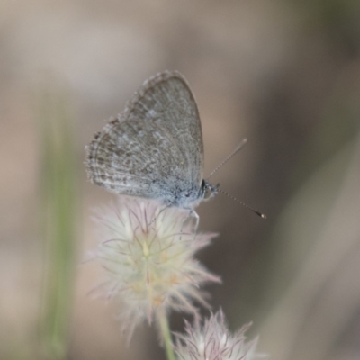 Zizina otis (Common Grass-Blue) at Illilanga & Baroona - 3 Jan 2018 by Illilanga