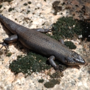 Egernia saxatilis at Cotter River, ACT - 11 Jan 2014 11:58 AM