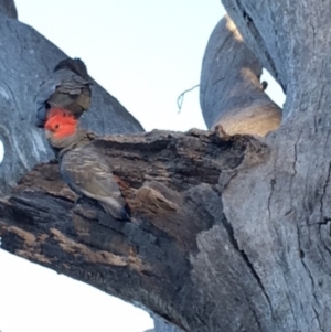 Callocephalon fimbriatum at Hughes, ACT - 16 Jan 2018