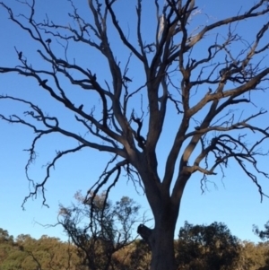 Callocephalon fimbriatum at Hughes, ACT - 16 Jan 2018