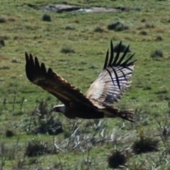 Aquila audax (Wedge-tailed Eagle) at Namadgi National Park - 12 Oct 2013 by KMcCue