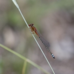 Xanthagrion erythroneurum (Red & Blue Damsel) at Michelago, NSW - 3 Jan 2018 by Illilanga