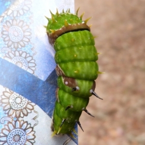 Papilio aegeus at Barragga Bay, NSW - 16 Jan 2018