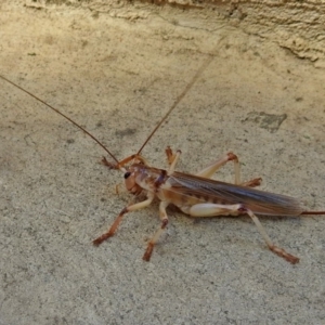 Gryllacrididae (family) at Molonglo Valley, ACT - 16 Jan 2018 10:53 AM