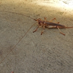 Gryllacrididae (family) at Molonglo Valley, ACT - 16 Jan 2018 10:53 AM