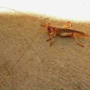 Gryllacrididae (family) at Molonglo Valley, ACT - 16 Jan 2018 10:53 AM