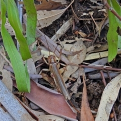 Gryllacrididae (family) at Molonglo Valley, ACT - 16 Jan 2018 10:53 AM