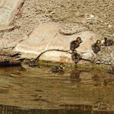 Anas superciliosa (Pacific Black Duck) at Molonglo Valley, ACT - 16 Jan 2018 by RodDeb