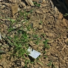 Cullen tenax (Tough Scurf-Pea) at Molonglo Valley, ACT - 4 Jan 2018 by galah681