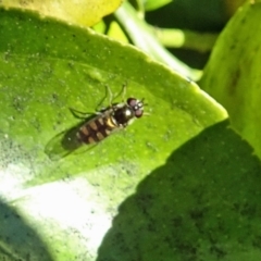 Melangyna viridiceps (Hover fly) at Isaacs, ACT - 29 Oct 2016 by galah681