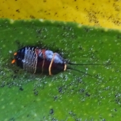 Ellipsidion australe (Austral Ellipsidion cockroach) at Isaacs, ACT - 29 Oct 2016 by galah681