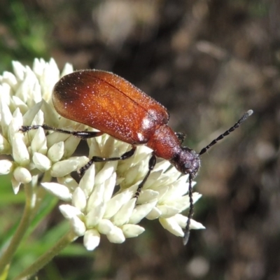 Ecnolagria grandis (Honeybrown beetle) at Conder, ACT - 30 Dec 2017 by MichaelBedingfield