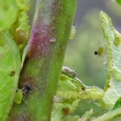 Brachycaudus (Brachycaudus) helichrysi (Leafcurl plum aphid) at Isaacs, ACT - 28 Oct 2017 by galah681