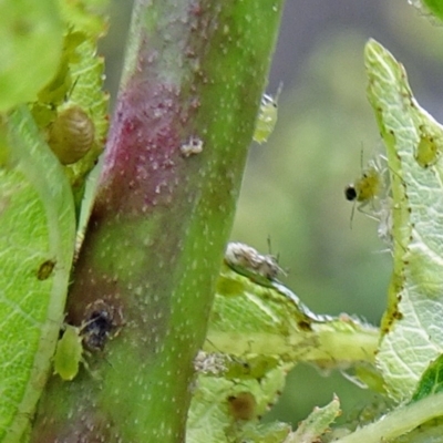 Brachycaudus (Brachycaudus) helichrysi (Leafcurl plum aphid) at Isaacs, ACT - 28 Oct 2017 by galah681