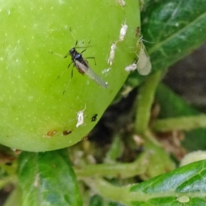 Aphididae (family) at Isaacs, ACT - 29 Oct 2017 09:32 AM