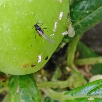 Aphididae (family) (Unidentified aphid) at Isaacs, ACT - 28 Oct 2017 by galah681