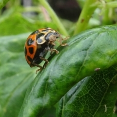 Harmonia conformis (Common Spotted Ladybird) at Isaacs, ACT - 29 Oct 2017 by galah681