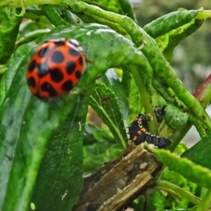 Harmonia conformis at Isaacs, ACT - 29 Oct 2017